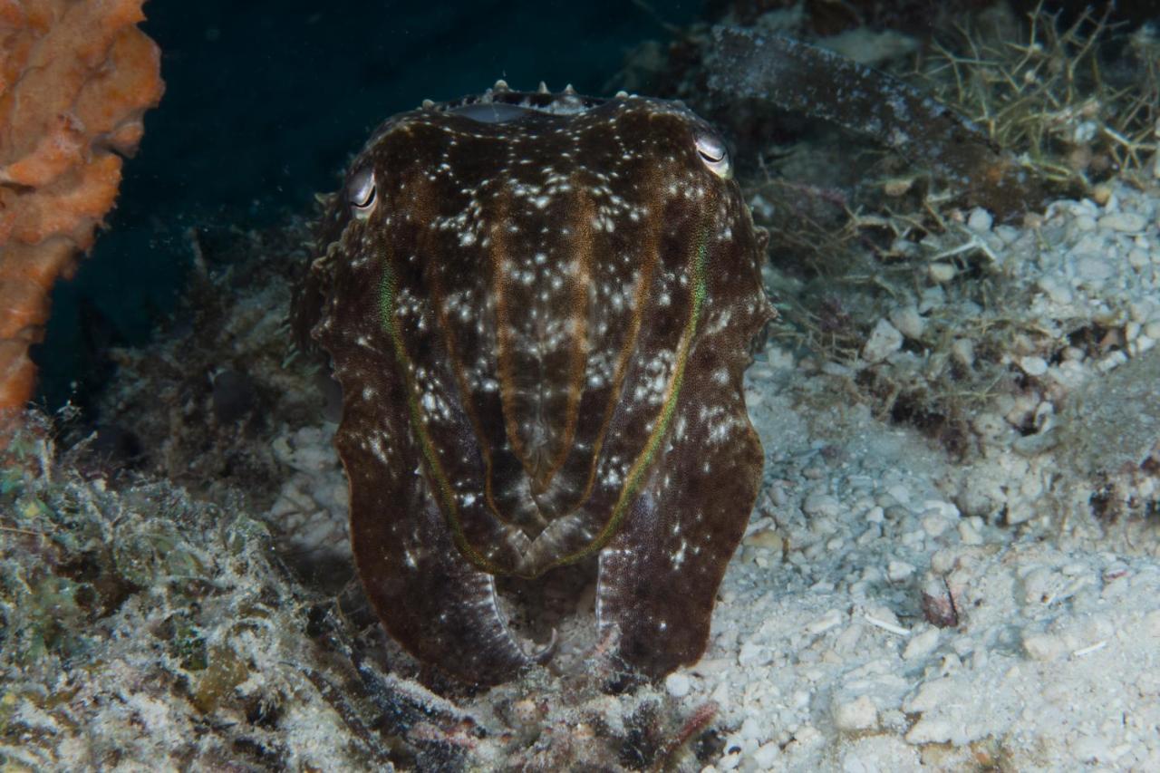 Dive Spot Asia Beach Resort Boljoon Bagian luar foto