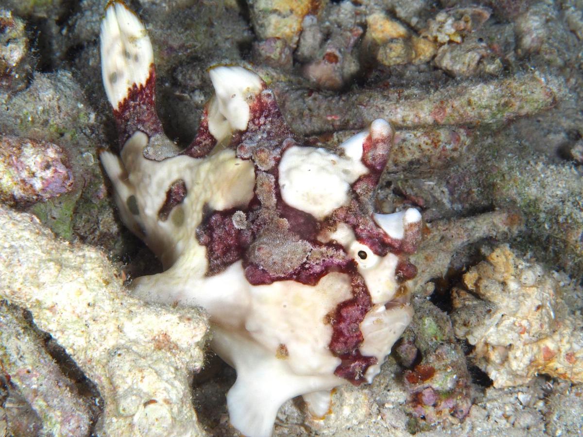 Dive Spot Asia Beach Resort Boljoon Bagian luar foto