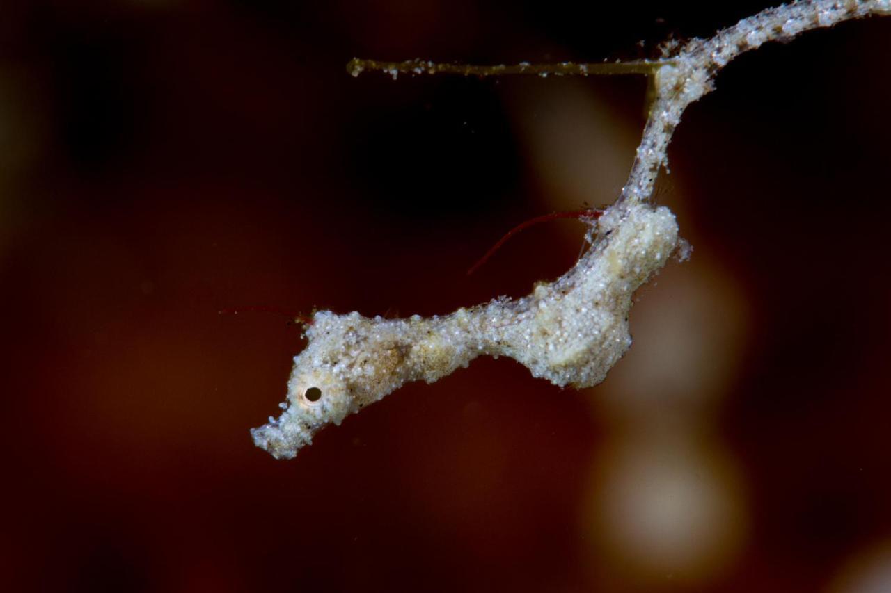 Dive Spot Asia Beach Resort Boljoon Bagian luar foto