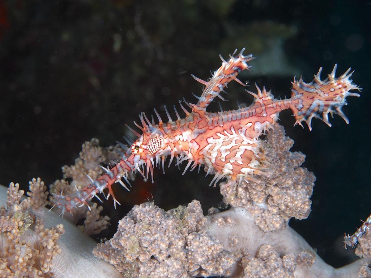 Dive Spot Asia Beach Resort Boljoon Bagian luar foto