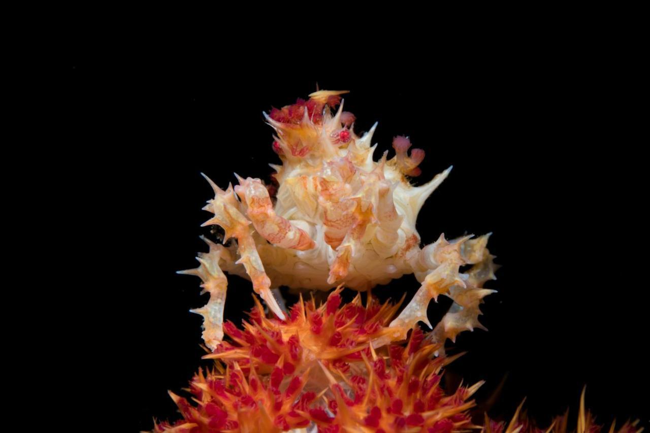 Dive Spot Asia Beach Resort Boljoon Bagian luar foto