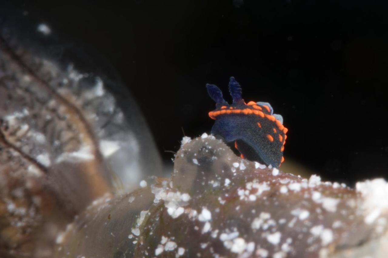 Dive Spot Asia Beach Resort Boljoon Bagian luar foto