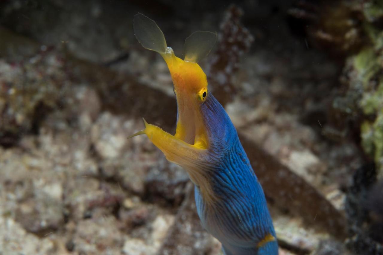Dive Spot Asia Beach Resort Boljoon Bagian luar foto