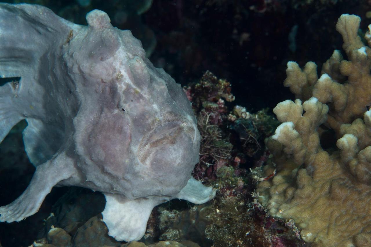 Dive Spot Asia Beach Resort Boljoon Bagian luar foto